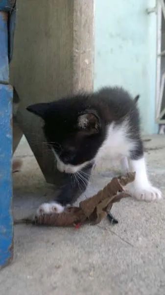 Gato raça  idade Abaixo de 2 meses nome GATINHUS
