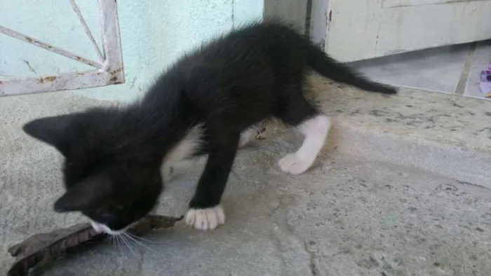 Gato raça  idade Abaixo de 2 meses nome GATINHUS