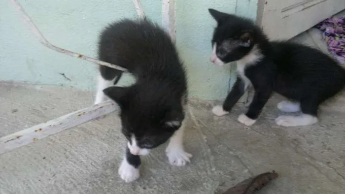 Gato raça  idade Abaixo de 2 meses nome GATINHUS