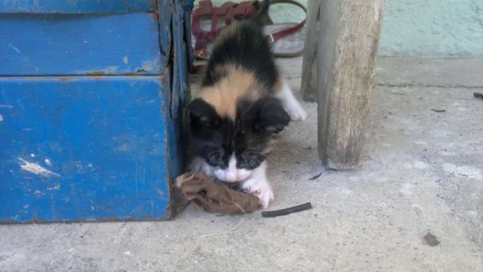 Gato raça  idade Abaixo de 2 meses nome GATINHUS