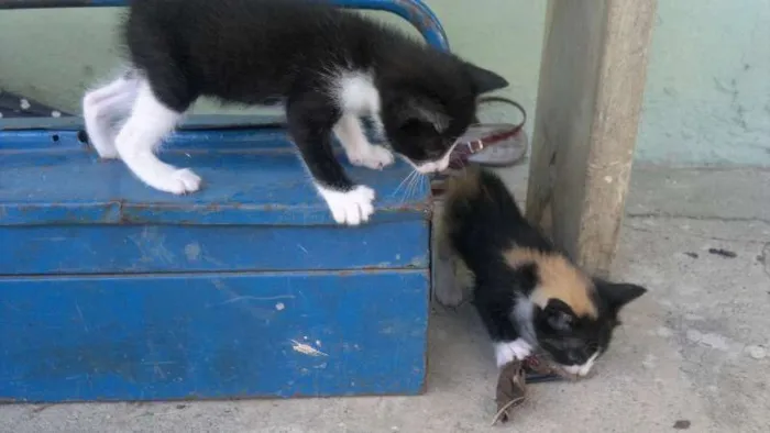 Gato raça  idade Abaixo de 2 meses nome GATINHUS