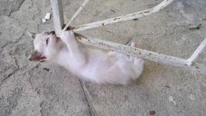 Gato raça  idade Abaixo de 2 meses nome GATINHUS