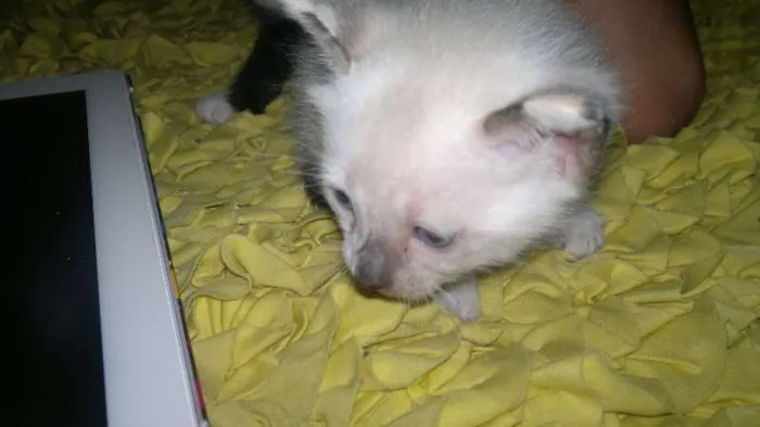 Gato raça  idade Abaixo de 2 meses nome GATINHUS