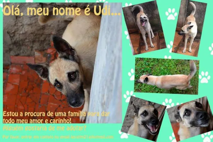 Cachorro ra a Indefinida idade 4 anos nome Udi