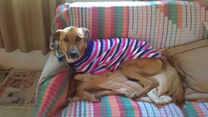 Cachorro ra a SRD idade 4 anos nome YURI