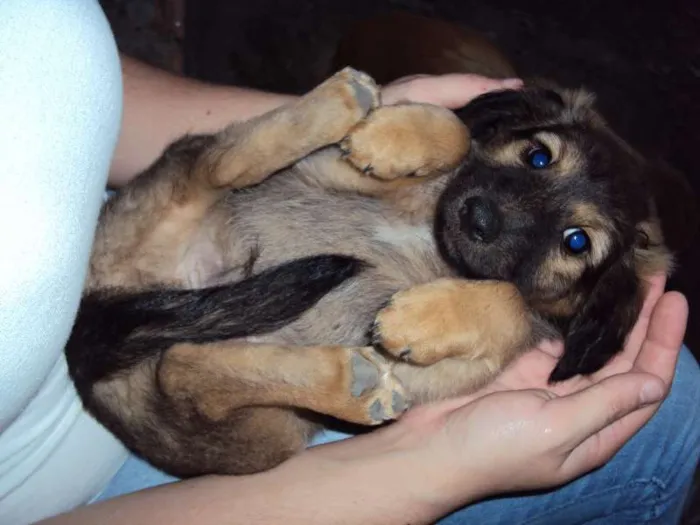 Cachorro ra a  idade Abaixo de 2 meses nome sem nome