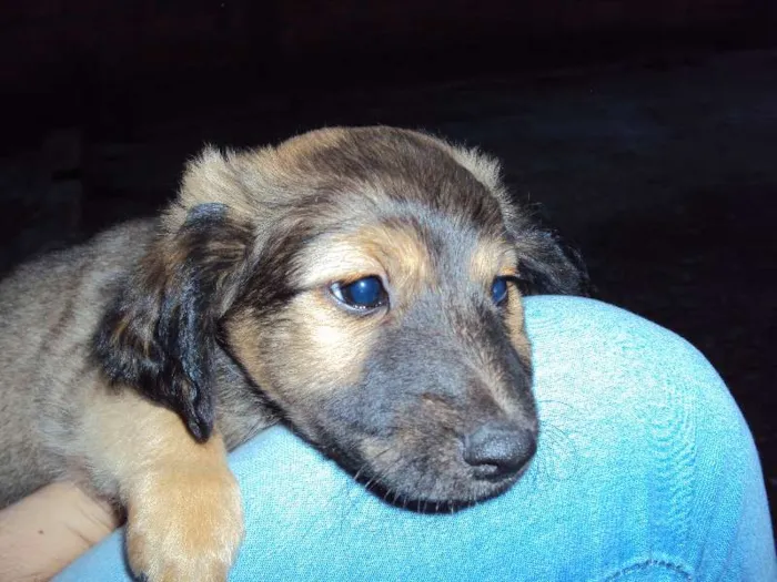 Cachorro ra a  idade Abaixo de 2 meses nome sem nome