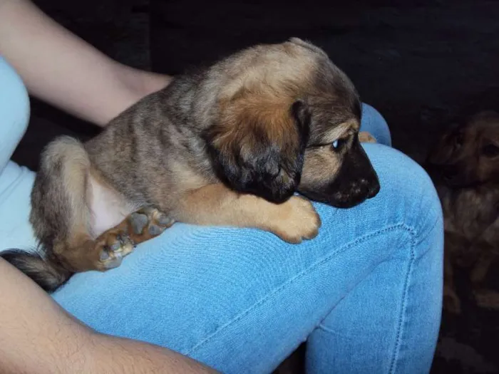 Cachorro ra a  idade Abaixo de 2 meses nome sem nome