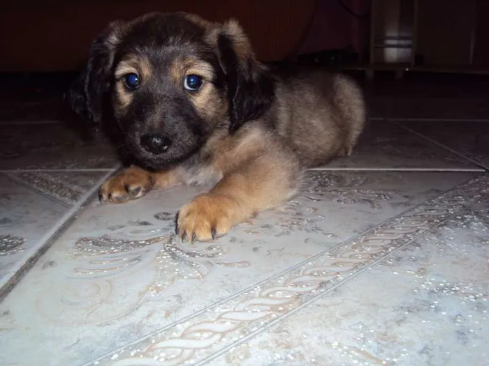 Cachorro ra a  idade Abaixo de 2 meses nome sem nome