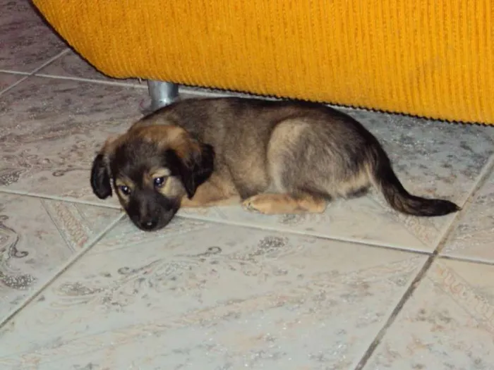 Cachorro ra a  idade Abaixo de 2 meses nome sem nome