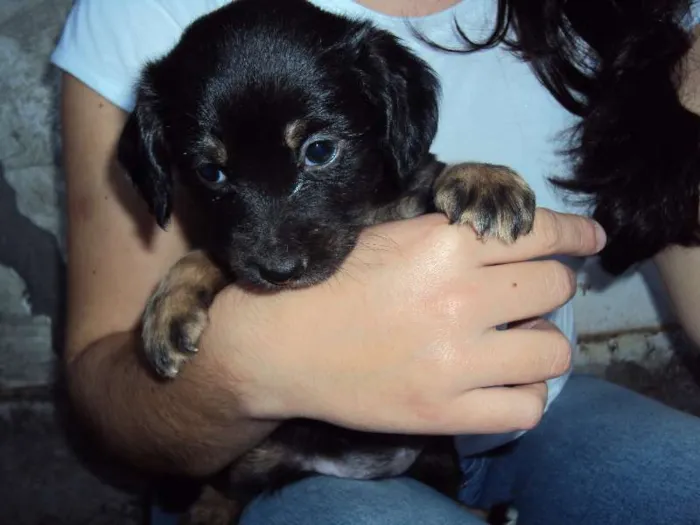 Cachorro ra a  idade Abaixo de 2 meses nome Sem nome