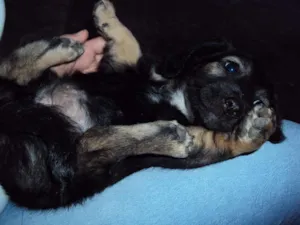 Cachorro raça  idade Abaixo de 2 meses nome Sem nome