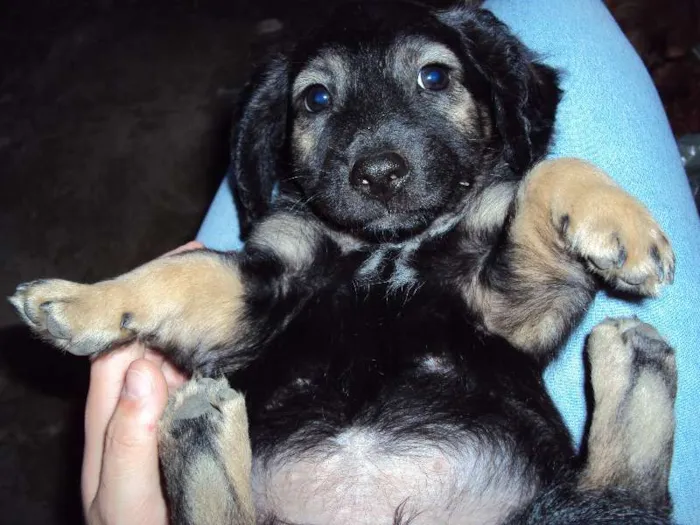 Cachorro ra a  idade Abaixo de 2 meses nome Sem nome