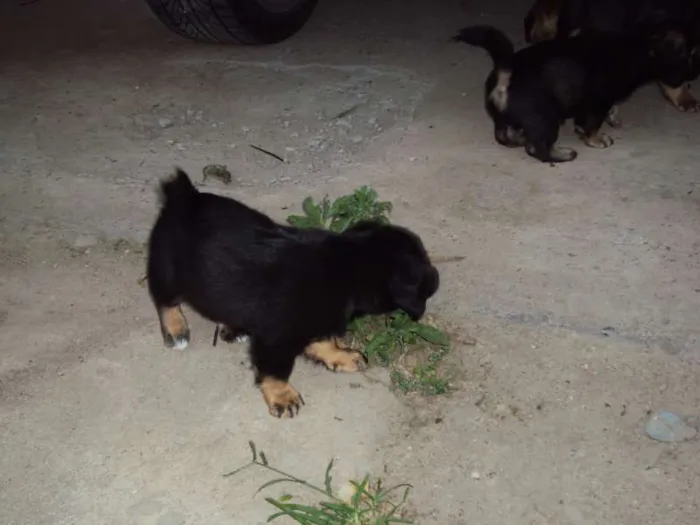 Cachorro ra a  idade Abaixo de 2 meses nome sem nome