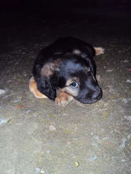 Cachorro ra a  idade Abaixo de 2 meses nome sem nome