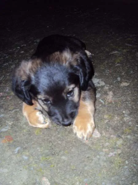 Cachorro ra a  idade Abaixo de 2 meses nome sem nome