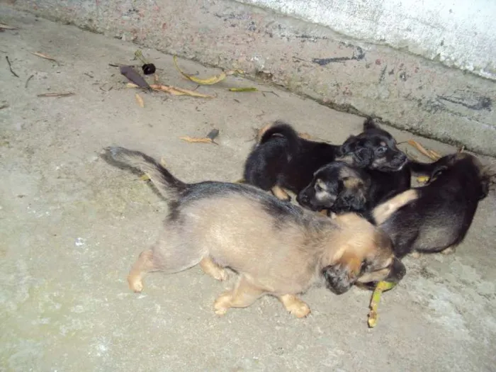 Cachorro ra a  idade Abaixo de 2 meses nome Sem nome
