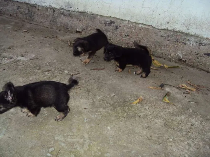 Cachorro ra a  idade Abaixo de 2 meses nome Sem nome