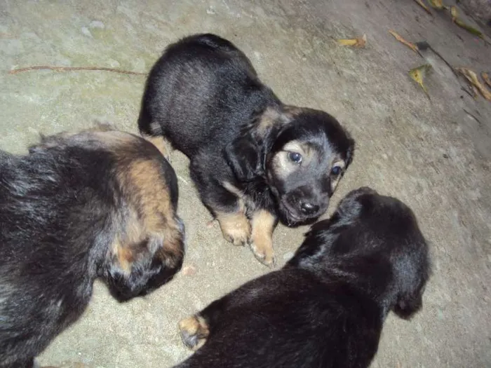 Cachorro ra a  idade Abaixo de 2 meses nome Sem nome