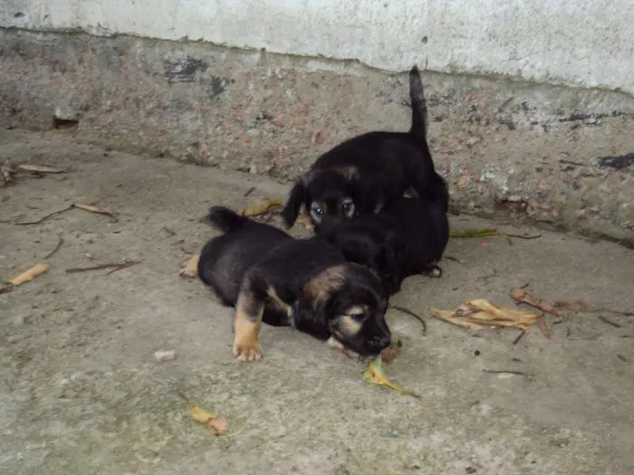 Cachorro ra a  idade Abaixo de 2 meses nome Sem nome