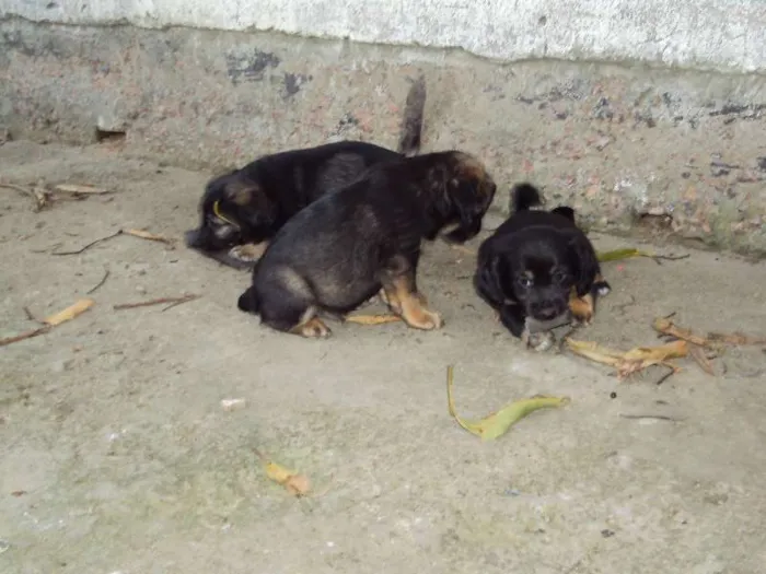 Cachorro ra a  idade Abaixo de 2 meses nome Sem nome