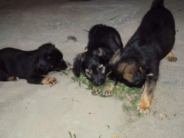 Cachorro ra a  idade Abaixo de 2 meses nome Sem nome
