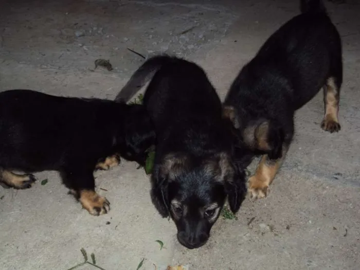 Cachorro ra a  idade Abaixo de 2 meses nome Sem nome