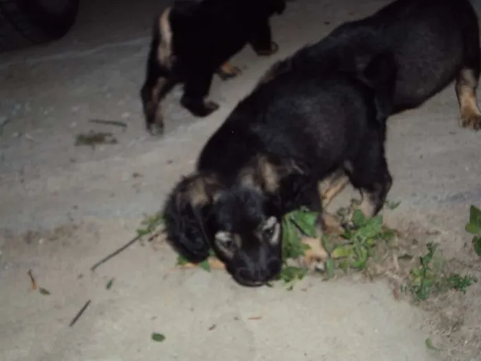 Cachorro ra a  idade Abaixo de 2 meses nome Sem nome