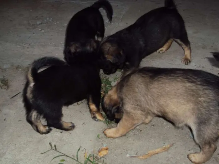 Cachorro ra a  idade Abaixo de 2 meses nome Sem nome
