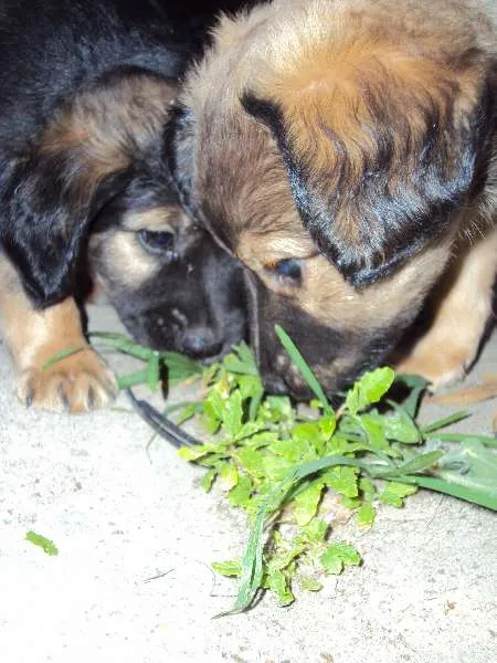 Cachorro ra a  idade Abaixo de 2 meses nome Sem nome