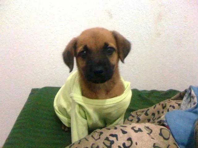 Cachorro ra a Fila idade 2 a 6 meses nome jack