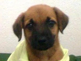 Cachorro ra a Fila idade 2 a 6 meses nome jack