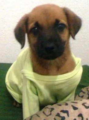 Cachorro ra a Fila idade 2 a 6 meses nome jack