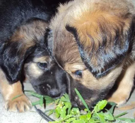 Cachorro ra a  idade Abaixo de 2 meses nome Sem nome