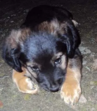 Cachorro ra a  idade Abaixo de 2 meses nome sem nome