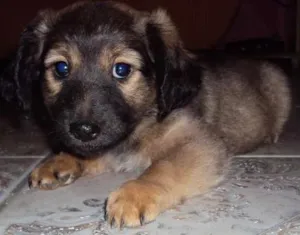 Cachorro raça  idade Abaixo de 2 meses nome sem nome