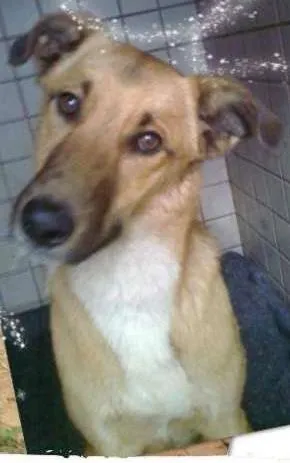 Cachorro ra a SRD idade 4 anos nome YURI