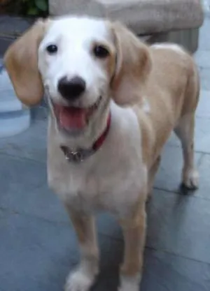 Cachorro raça SRD idade 2 a 6 meses nome Chuvisca(apelido)