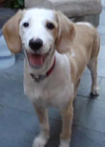 Cachorro ra a SRD idade 2 a 6 meses nome Chuvisca(apelido)