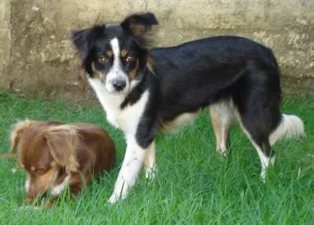 Cachorro raça indefinida idade 7 a 11 meses nome tri e sol