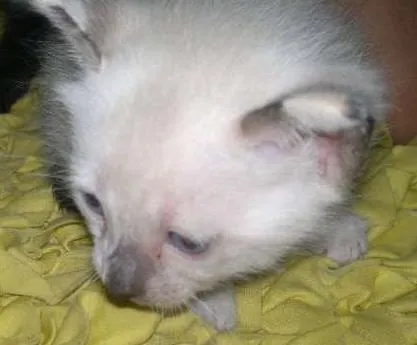 Gato raça  idade Abaixo de 2 meses nome GATINHUS