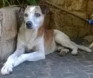 Cachorro raça Vira-latas idade  nome Jolie