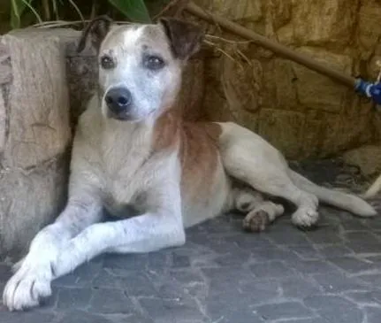 Cachorro ra a Vira-latas idade  nome Jolie