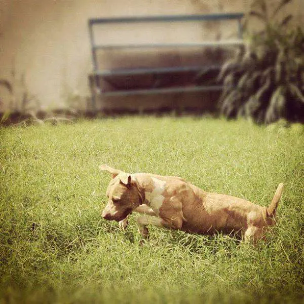 Cachorro ra a Pit-Bull idade 4 anos nome MARTHA