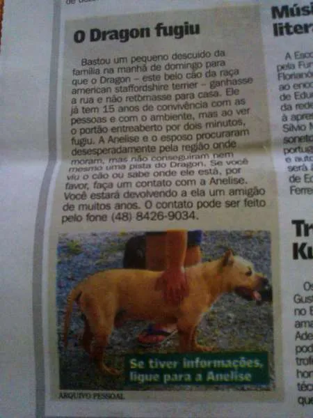 Cachorro ra a American Staffordshire terrier idade 6 ou mais anos nome Dragon