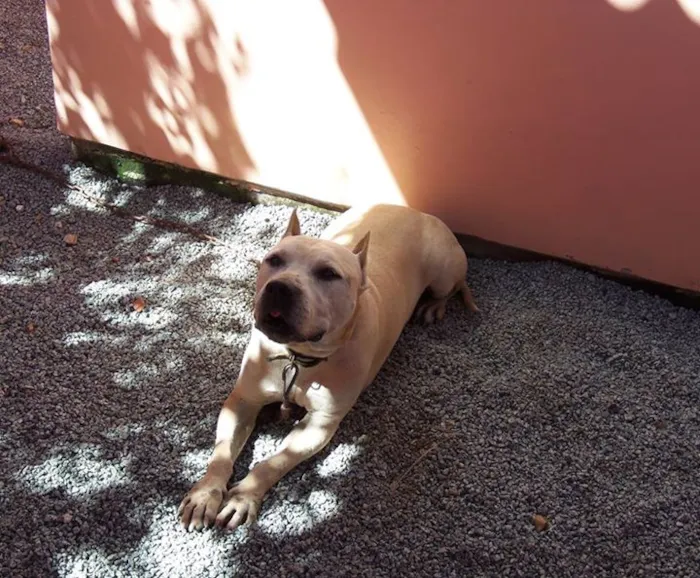 Cachorro ra a American Staffordshire terrier idade 6 ou mais anos nome Dragon