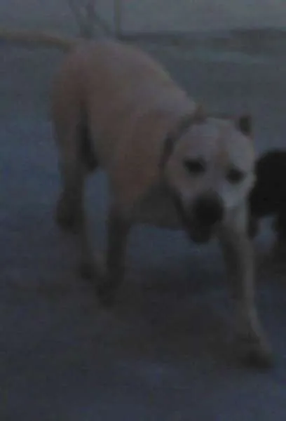 Cachorro ra a American Staffordshire terrier idade 6 ou mais anos nome Dragon