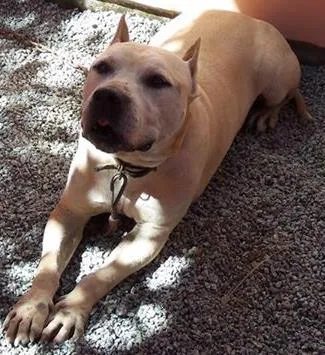 Cachorro ra a American Staffordshire terrier idade 6 ou mais anos nome Dragon