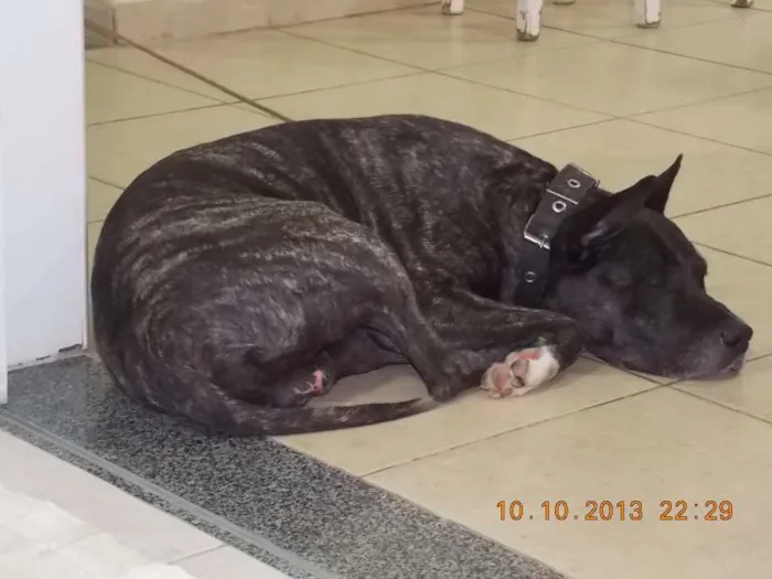 Cachorro raça pit bull idade 6 ou mais anos nome Hooke