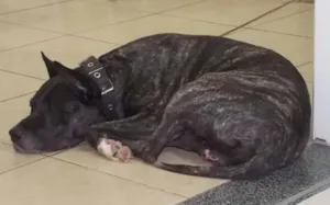Cachorro raça pit bull idade 6 ou mais anos nome Hooke